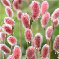 Patio Salix gracilistyla 'Mount Aso' - Japanese Pink Pussy Willow