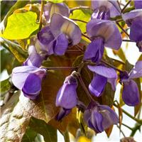 Patio Standard Wisteria - circa 100cm
