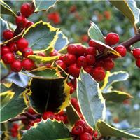 Ilex aquifolium Rubricaulis Aurea - Large Standard Holly Tree