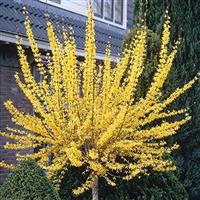 Forsythia intermedia Week-End - Large Standard Tree