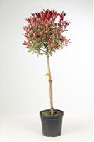 SPECIAL DEAL - Photinia PINK MARBLE Standard Topiary Tree - circa 90-110cms