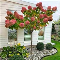 Hydrangea paniculata Sundae Fraise - Large Lollipop Standard Tree - circa 100-150cm tall