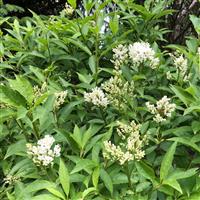 Syringa 'Agnes Smith' - circa 185-200cm