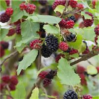 Black Mulberry Patio Tree - Morus rotundiloba Mojo Berry circa 100cms