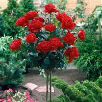 Large Deep Red Standard Rose Tree 'Chrysler Imperial' - circa 130-150cms tall