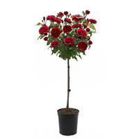 Rose 'Mister Lincoln' - Large Standard Rose Tree - circa 130-150cm