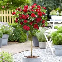 Large Red Standard Rose Tree 'Dallas' - circa 130-150cms tall