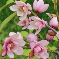 Magnolia Fairy Blush - Evergreen Tulip Tree circa 100cm