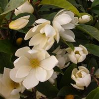Magnolia Fairy Cream - Evergreen Tulip Tree - circa 100cm