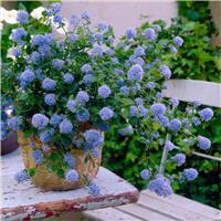 Ceanothus thyrsiflorus repens - Californian Lilac Tree - circa 140-160cm