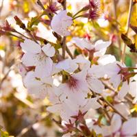 Prunus incisa 'Lotte' - Patio Fuji Cherry Tree