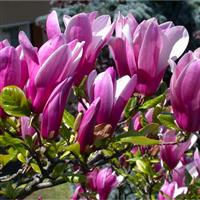 Magnolia Susan - Patio Standard Tulip Tree