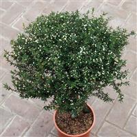 Leptospermum Scoparium - Double White Flower - Patio Tree - In Bud and Bloom