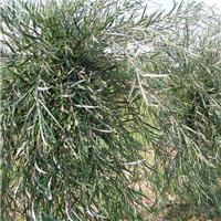 Salix Palmowa - Palm Willow
