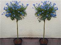 Pair of Evergreen California Lilac Trees - Patio Standard Ceanothus repens