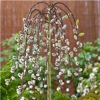 Kilmarnock Willow - Patio Standard Salix caprea 3ft Weeping Pussy Willow Tree