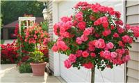 Pair of PATIO Standard PINK Flowering PATIO Rose Trees