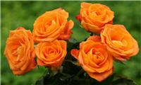 Pair of PATIO Standard ORANGE Flowering Patio Rose Trees