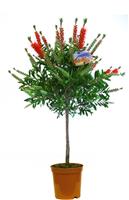 Patio Standard Callistemon Tree - Red Australian Bottle Brush Tree