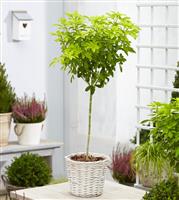 Golden Mexican Orange Blossom Choisya Tree - Perfect for Patios