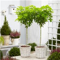 PAIR of Golden Mexican Orange Blossom Choisya Trees - Perfect for Patios