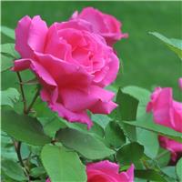 Rose 'Zephirine Drouhin' - Thornless Climbing Rose