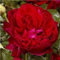 Rose 'Wedding Celebration' - Hybrid Tea Rose