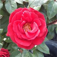 Rose 'Love Knot' - Climbing Rose