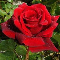 Rose Royal William - Hybrid Tea Rose