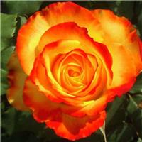 Rose 'Tequila Sunrise' - Hybrid Tea Rose