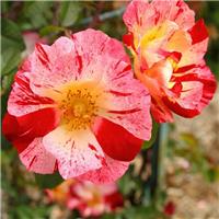 Rose 'Crazy for You' - Floribunda Bush Rose
