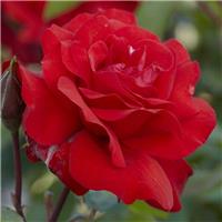 Rose 'Ruby Anniversary' - Patio Rose