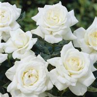Rose Silver Wedding Celebration - Floribunda Rose