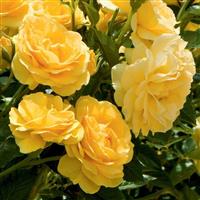 Rose Absolutely Fabulous - Floribunda Rose
