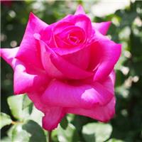 Rose 'Buxom Beauty' - Hybrid Tea Rose