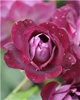Rose 'Burgundy Ice' - Floribunda Rose