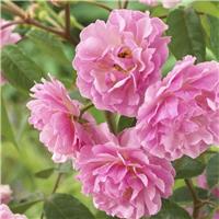 Rose 'Cornelia' - Hybrid Musk Rose