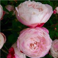 Rose 'Madame Pierre Oger' - Shrub Rose