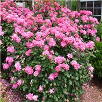 Rose 'Pink Bells' - Ground Cover Rose