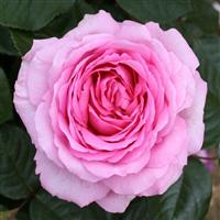 Rose Mum in a Million - Hybrid Tea Rose