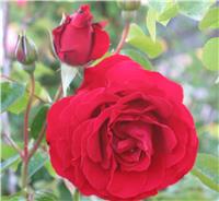 Rose 'Dublin Bay' - Climbing Rose