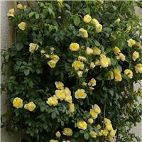 Rose 'Soleil Vertical' - Climbing Rose