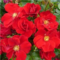 Rose 'W. B. Yeats' - Shrub Rose
