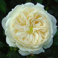 Rose Macmillan Nurse - Shrub Rose