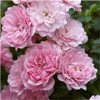 Rose The Fairy - Floribunda Ground cover Rose