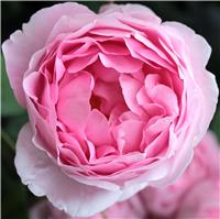 Rose 'Constance Spry' - Climbing Rose