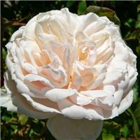 Rose 'Madame Alfred Carriere' - Climbing Rose