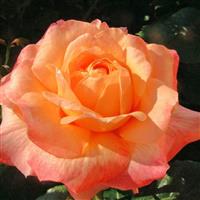 Climbing Rose - School Girl