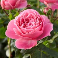 Rose Leonardo da Vinci