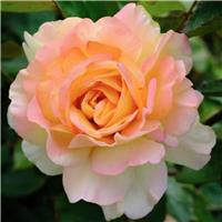 Rose Augusta Louise